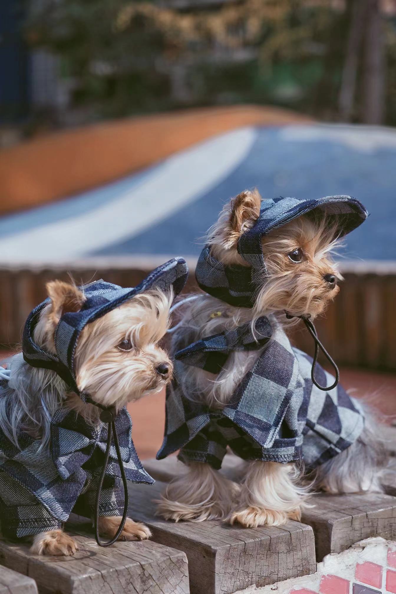 Original Denim Pet Outfit with Checkered Denim Jacket and Matching Cap - Stylish, Cozy, Playful Design, Keeps Them Warm, Durable, and Fashionable for Outdoor Walks and Photoshoots for Pets