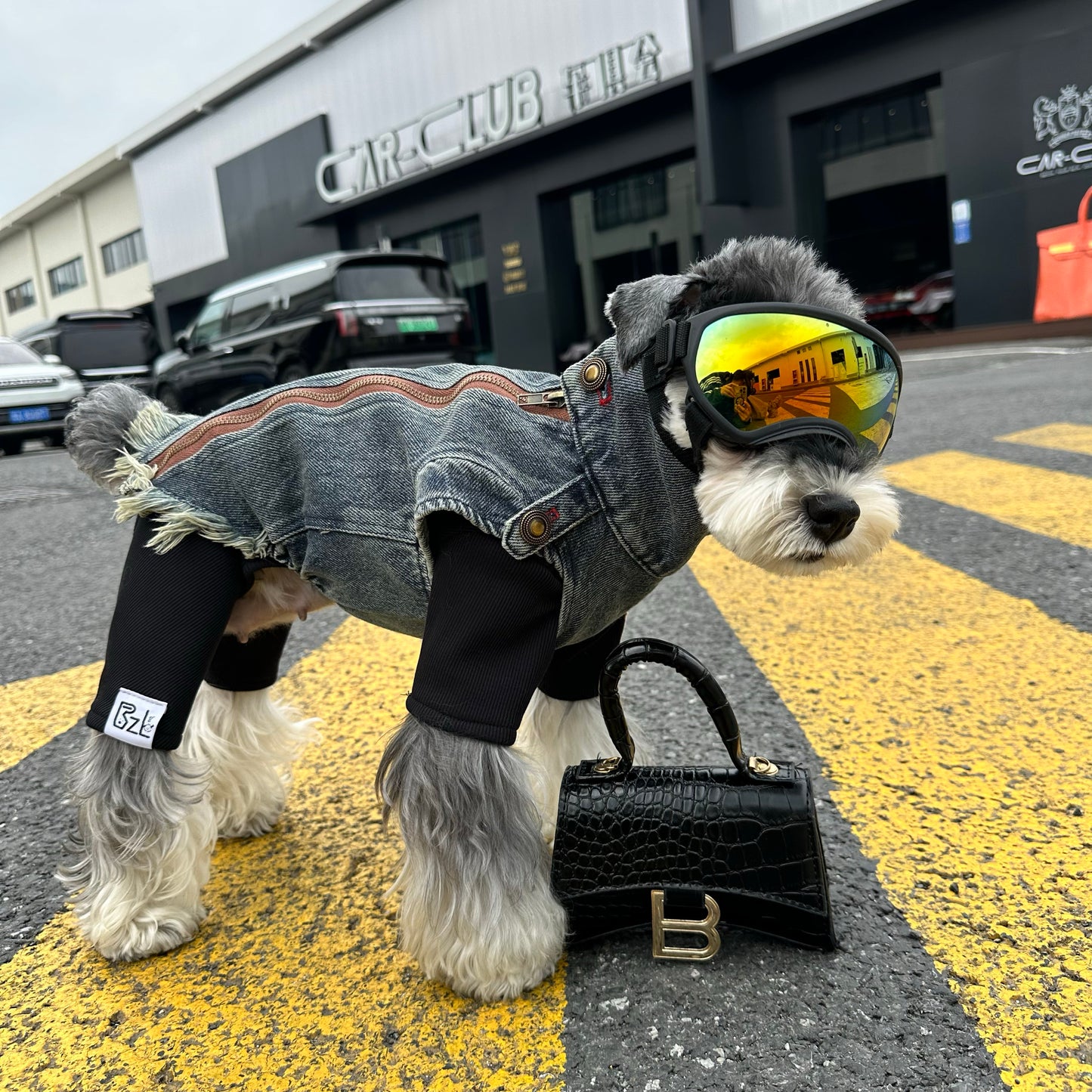 Original Denim Dog Outfit with Rugged Denim Vest and Black Inner Layer - Edgy, Urban, Fashionable Design, Stylish Protection, Comfort, Warmth for Streetwear, Photoshoots, and Outings for Pets