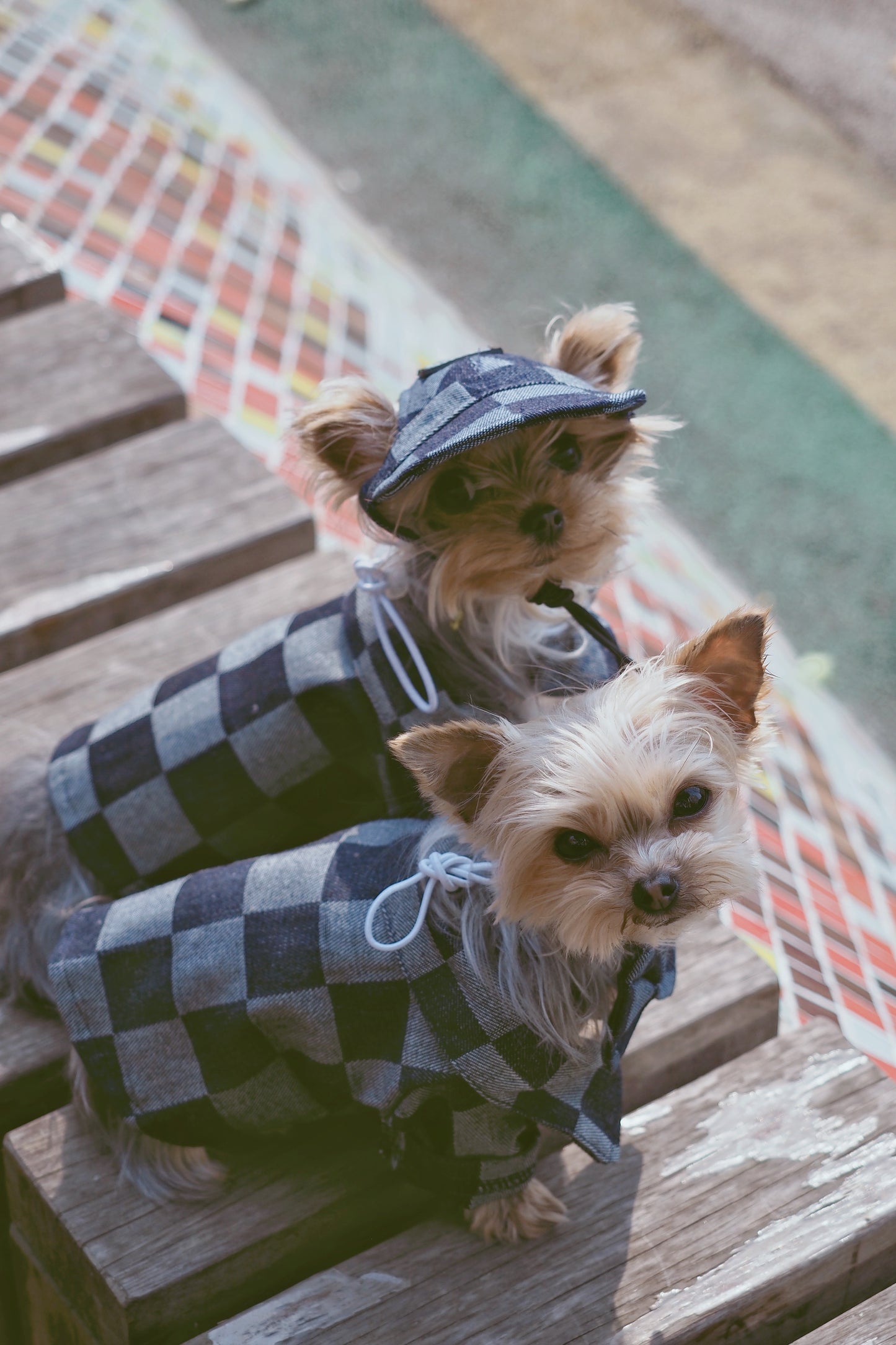 Original Denim Pet Outfit with Checkered Denim Jacket and Matching Cap - Stylish, Cozy, Playful Design, Keeps Them Warm, Durable, and Fashionable for Outdoor Walks and Photoshoots for Pets