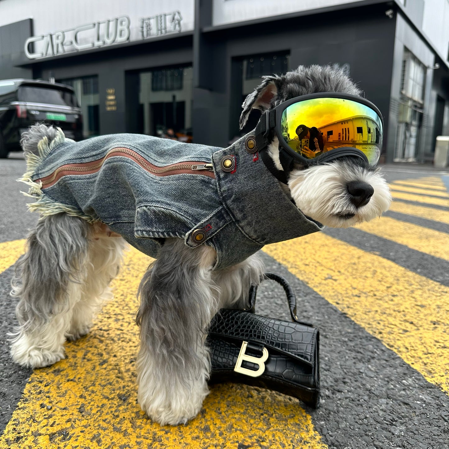 Original Denim Dog Outfit with Rugged Denim Vest and Black Inner Layer - Edgy, Urban, Fashionable Design, Stylish Protection, Comfort, Warmth for Streetwear, Photoshoots, and Outings for Pets